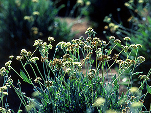 Guayule　no2