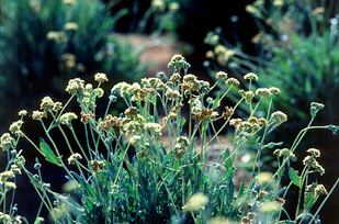 Guayule