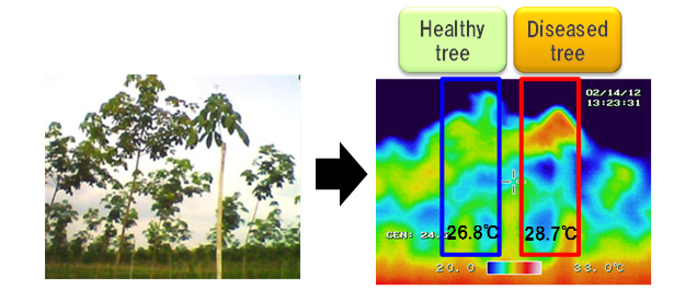 Temperature measurement with infrared camera