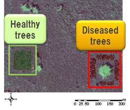 Regional health diagnosis based on satellite-image analysis