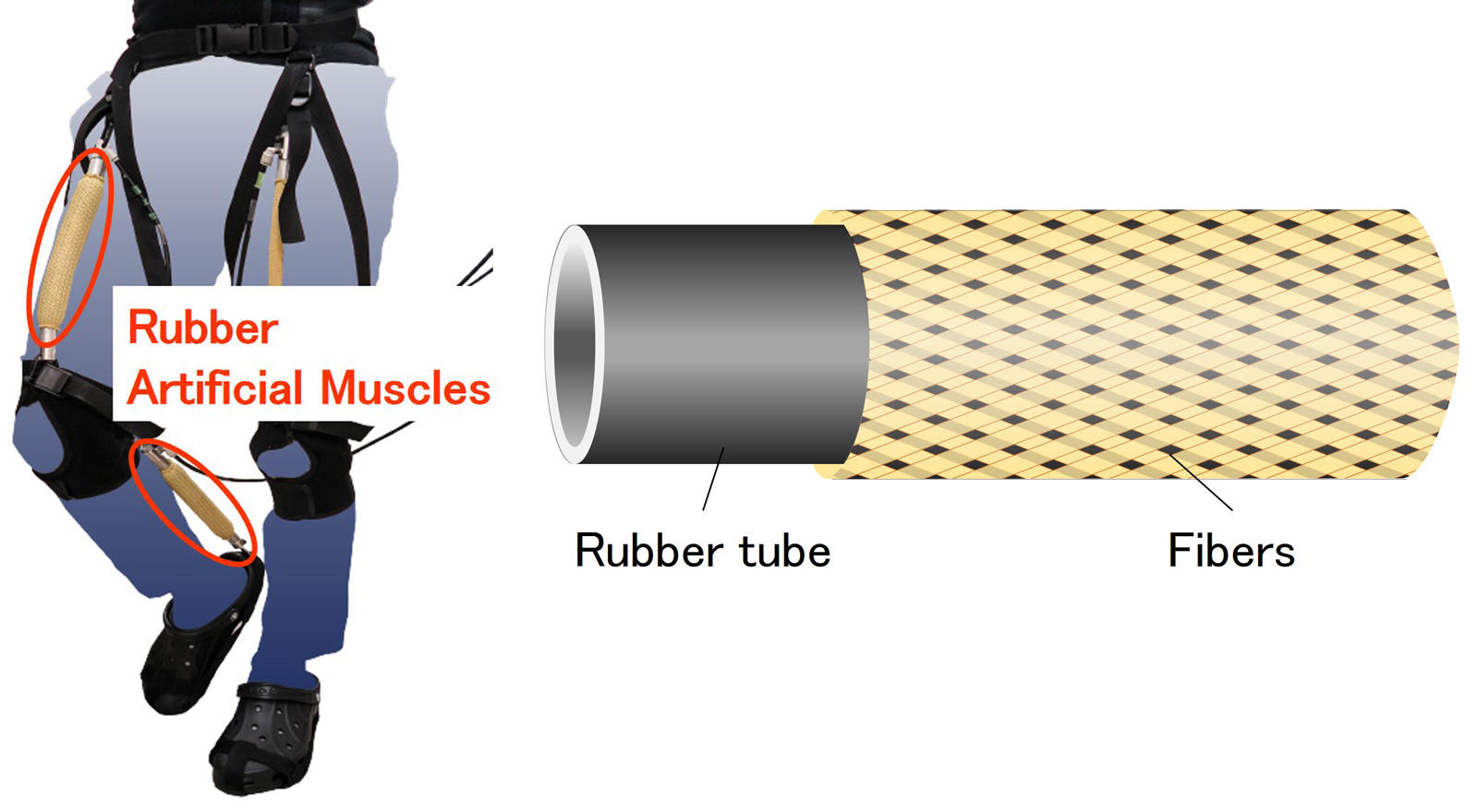 Walking training machine (left) and rubber pneumatic artificial muscles (right)