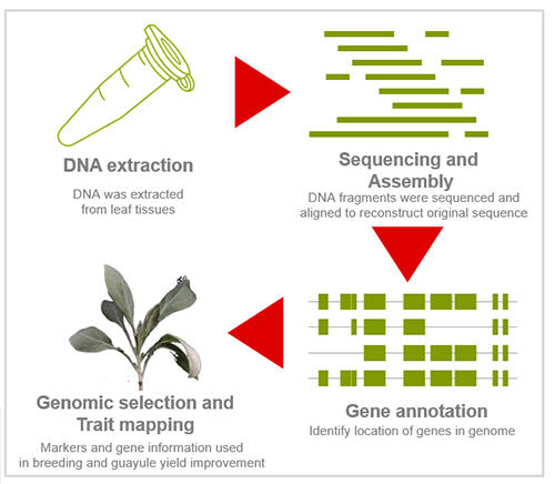 Bridgestone Collaboration with NRGene Achieves New Milestones in the Assembly of Multiple Guayule Genomes