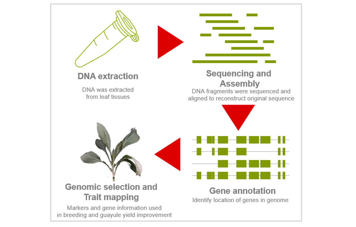 Bridgestone Collaboration with NRGene Achieves New Milestones in the Assembly of Multiple Guayule Genomes