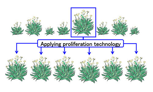 Image of proliferation technology