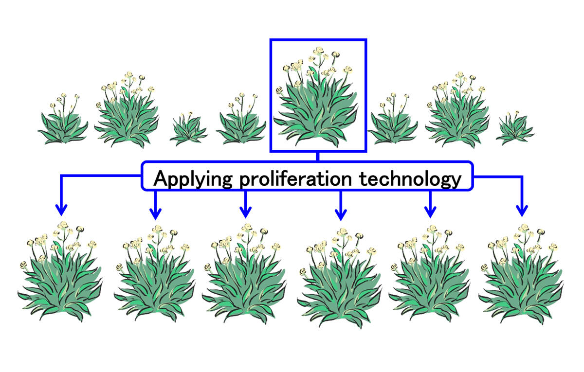 Bridgestone Develops New Technology for Improving Guayule-Derived Natural Rubber Productivity through Joint Development with Kirin Holdings