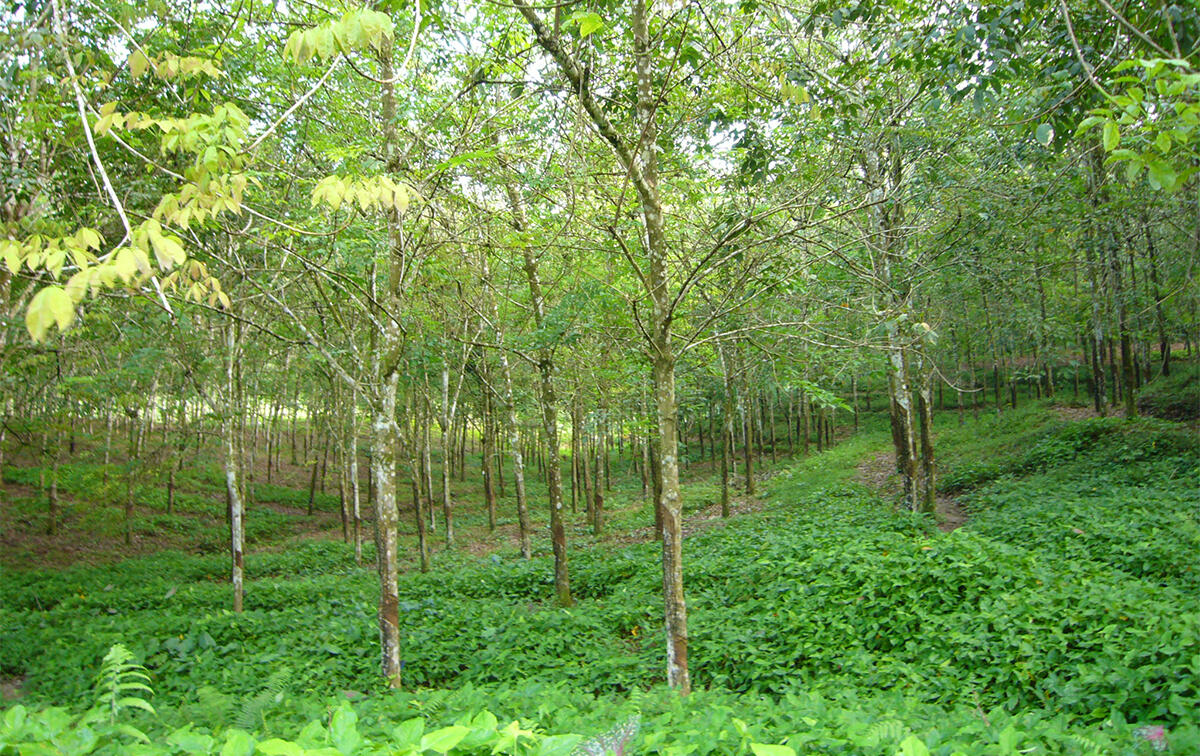 Natural rubber plantation