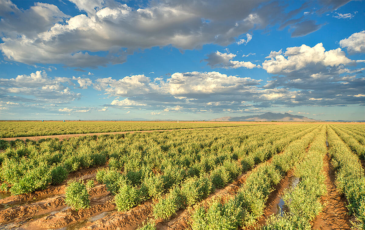 Bridgestone Aims to Commercialize Natural Rubber from Desert Shrubs by 2030