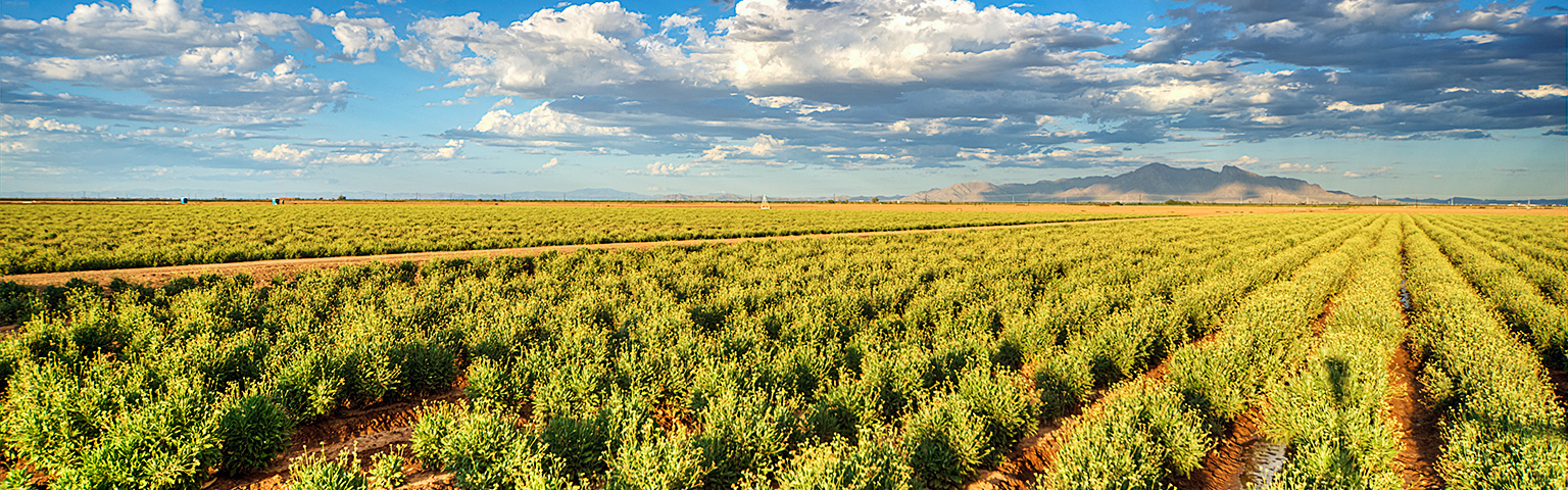 “Plant to Produce Rubber” Grown in Arid Zones - Guayule