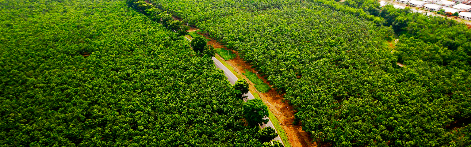 Effort for Natural Rubber Sources