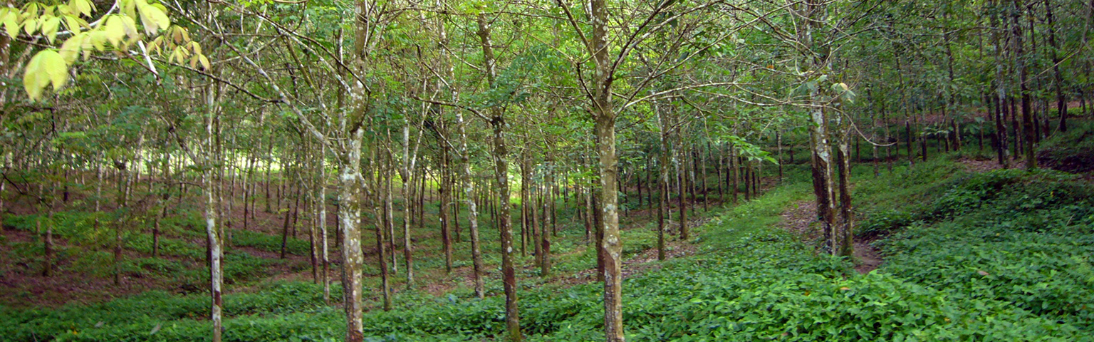 Disease Diagnosis of “Rubber Tree”