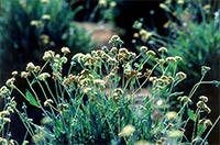 Guayule