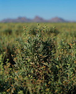 Guayule Shrub