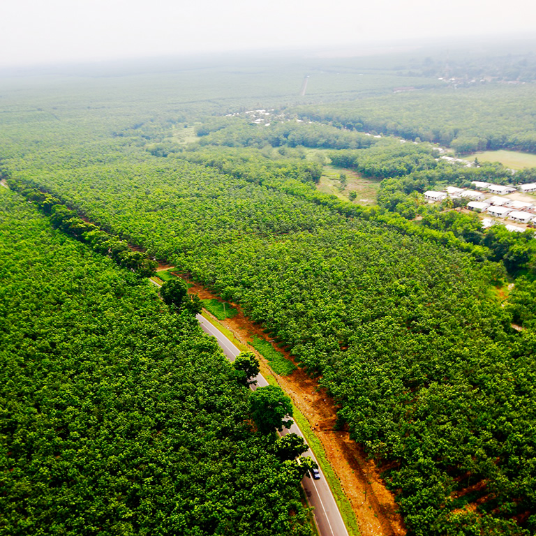 Effort for Natural Rubber Sources