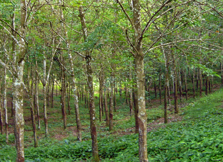 Disease Diagnosis of “Rubber Tree”