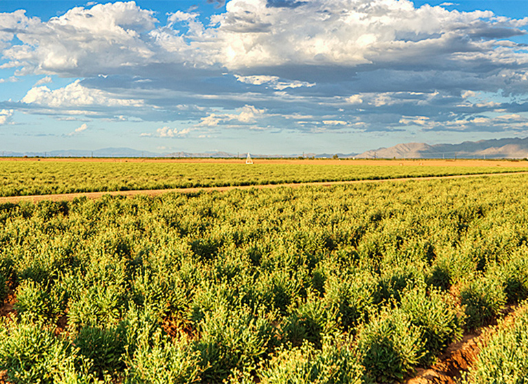 “Plant to Produce Rubber” Grown in Arid Zones - Guayule