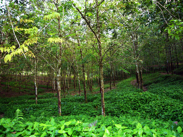 Disease Diagnosis of “Rubber Tree”