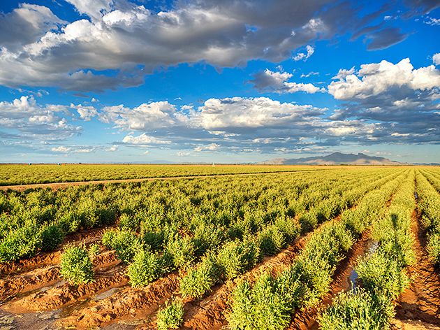 “Plant to Produce Rubber” Grown in Arid Zones - Guayule