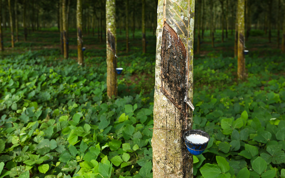 Para rubber tree: A predominant source of natural rubber