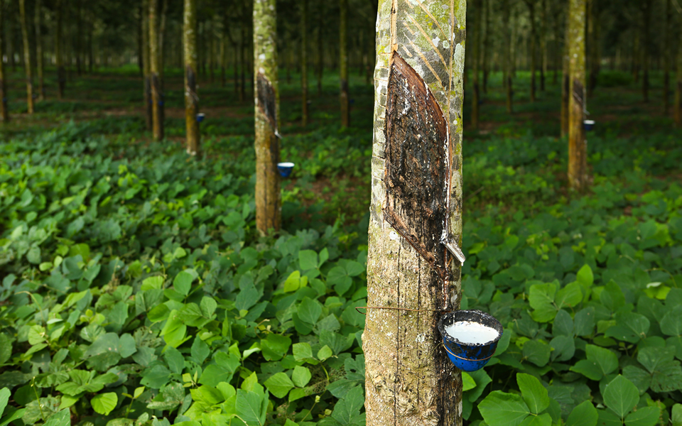 Cultivating Rubber Trees for Natural Latex - Tree Plantation