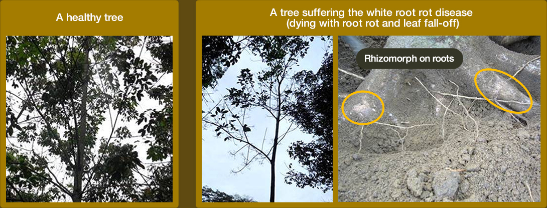 Serious diseases of para rubber trees