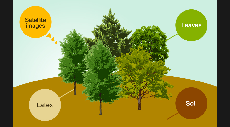 Development of various diagnosis techniques of para rubber trees