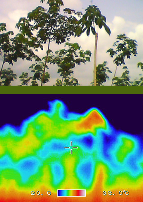 Diagnosis by leaf surface spectrum (colors) and temperatures