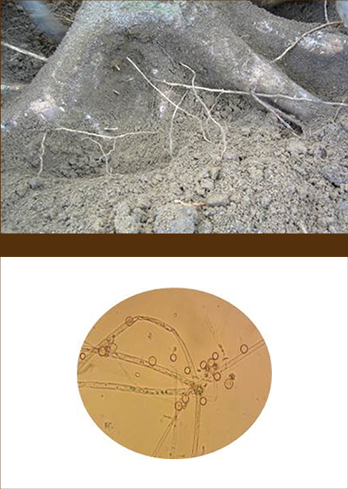 DNA-based detection of pathogen in soil